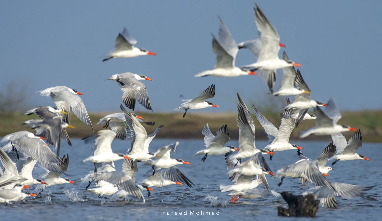 A flock of Caspian Terns lifting off the water together.