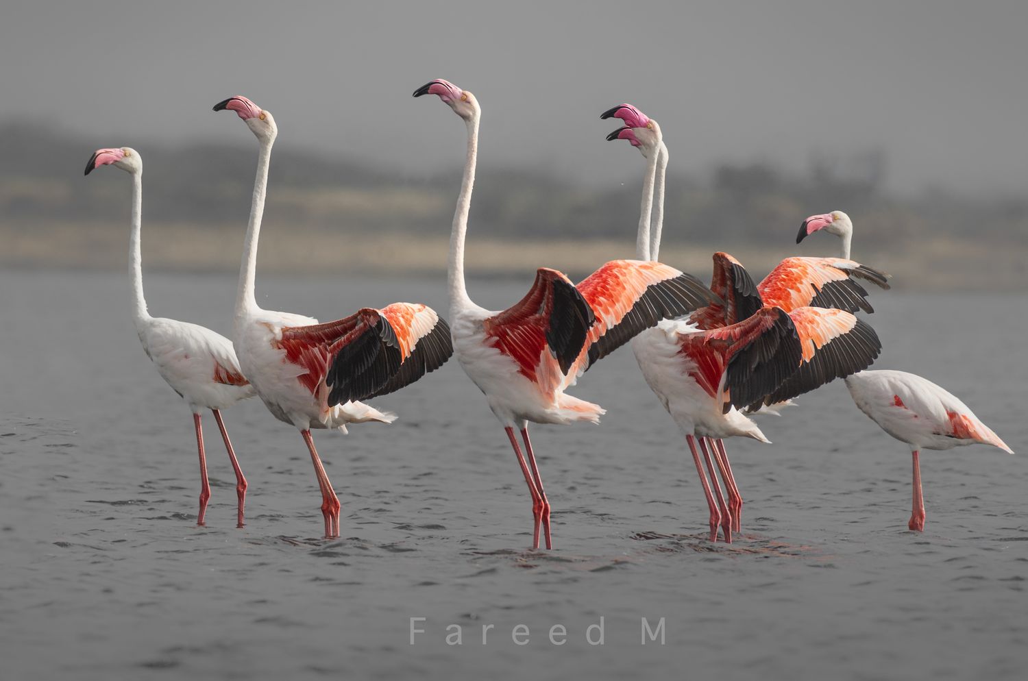Five Greater Flamingos standing in shallow water, wings half open, necks raised.