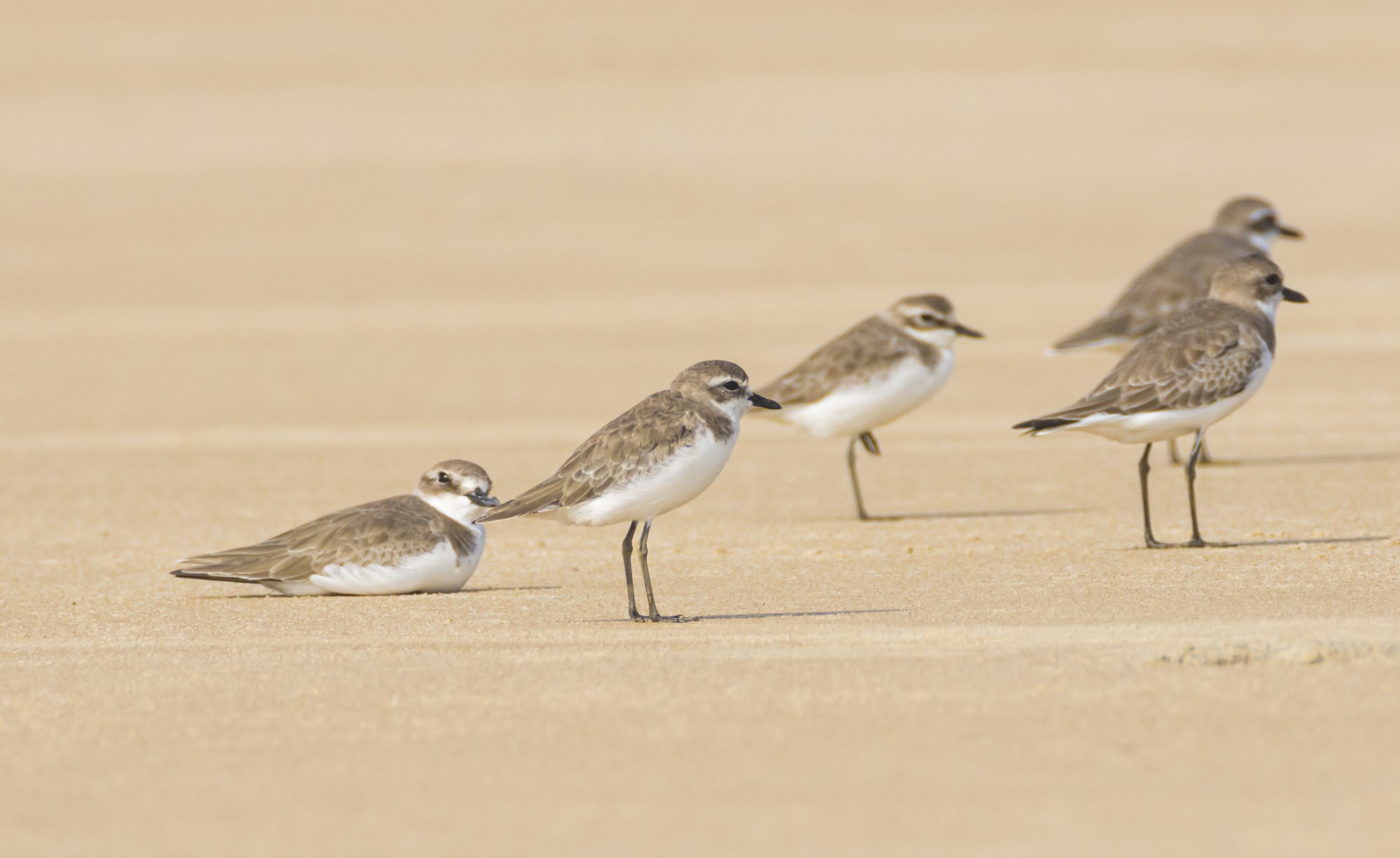 A loose group of sand plovers resting on open sand, some standing, some sitting, at slightly different distances from the camera.