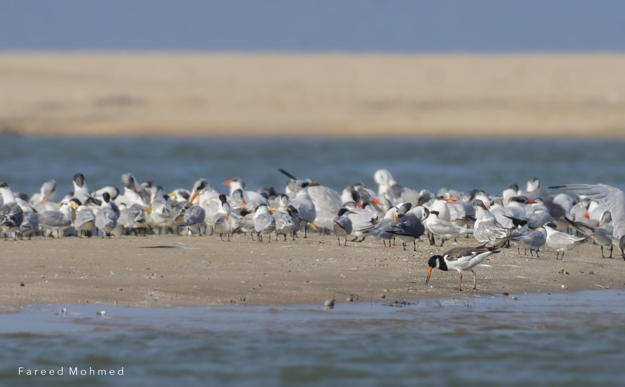 A dense roost of terns packed along a sandbar, with a single Eurasian Oystercatcher feeding along the water's edge in front of them.
