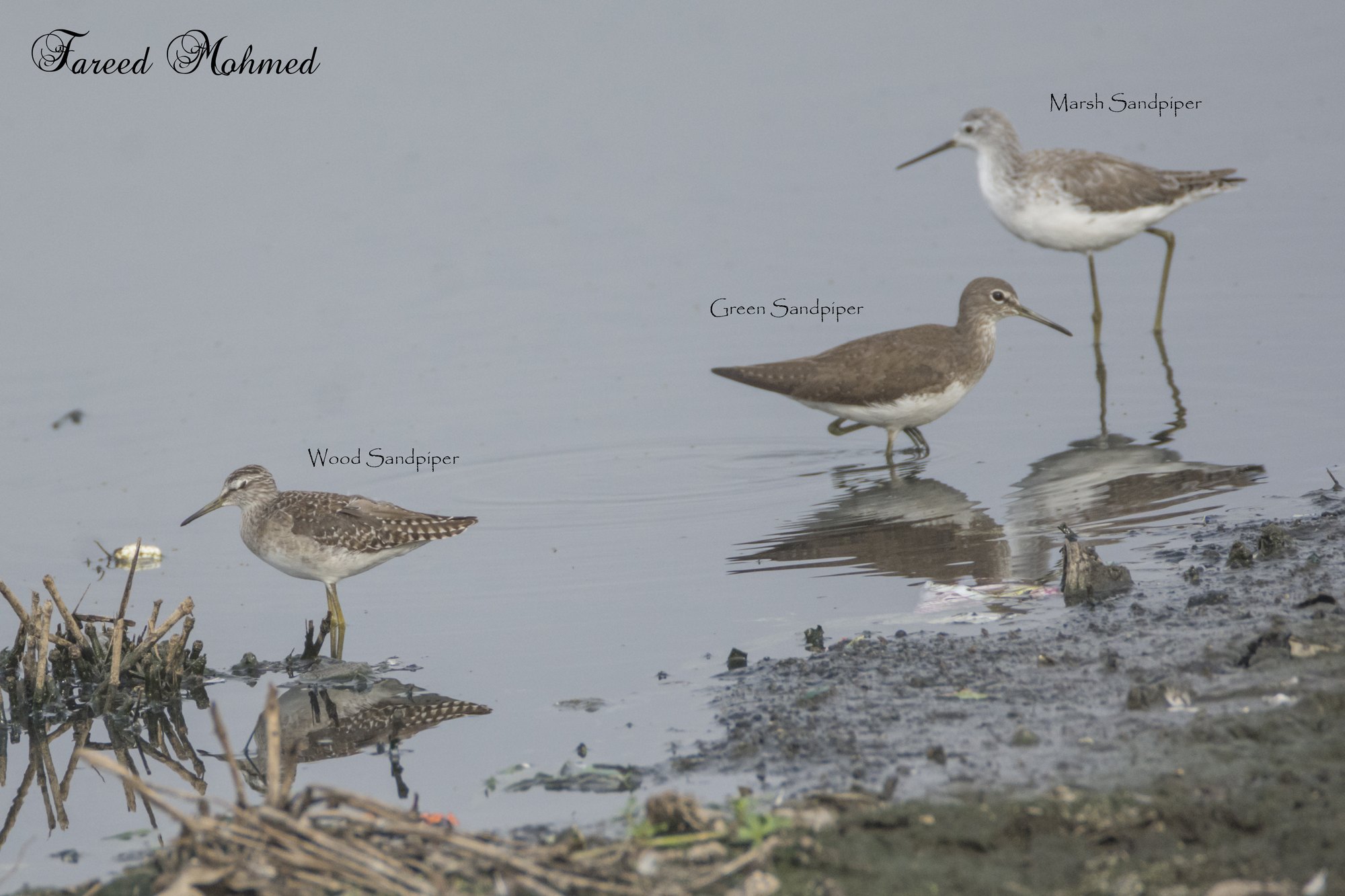 Wood Sandpiper, Green Sandpiper and Marsh Sandpiper standing in shallow water in the same frame, each labelled, showing the size and structure differences between them.