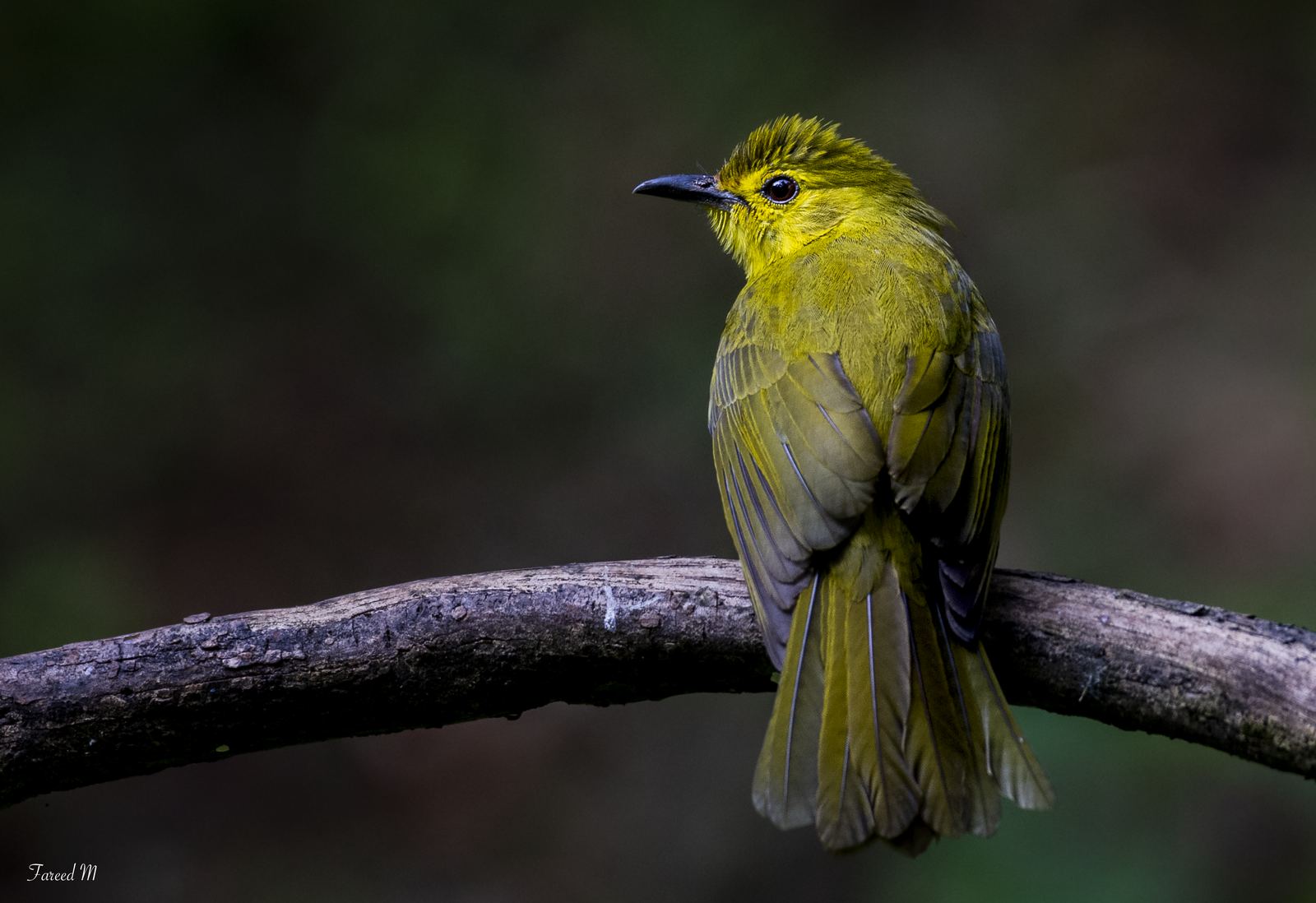 A Yellow-browed Bulbul seen from behind, perched on a branch in dim forest light.