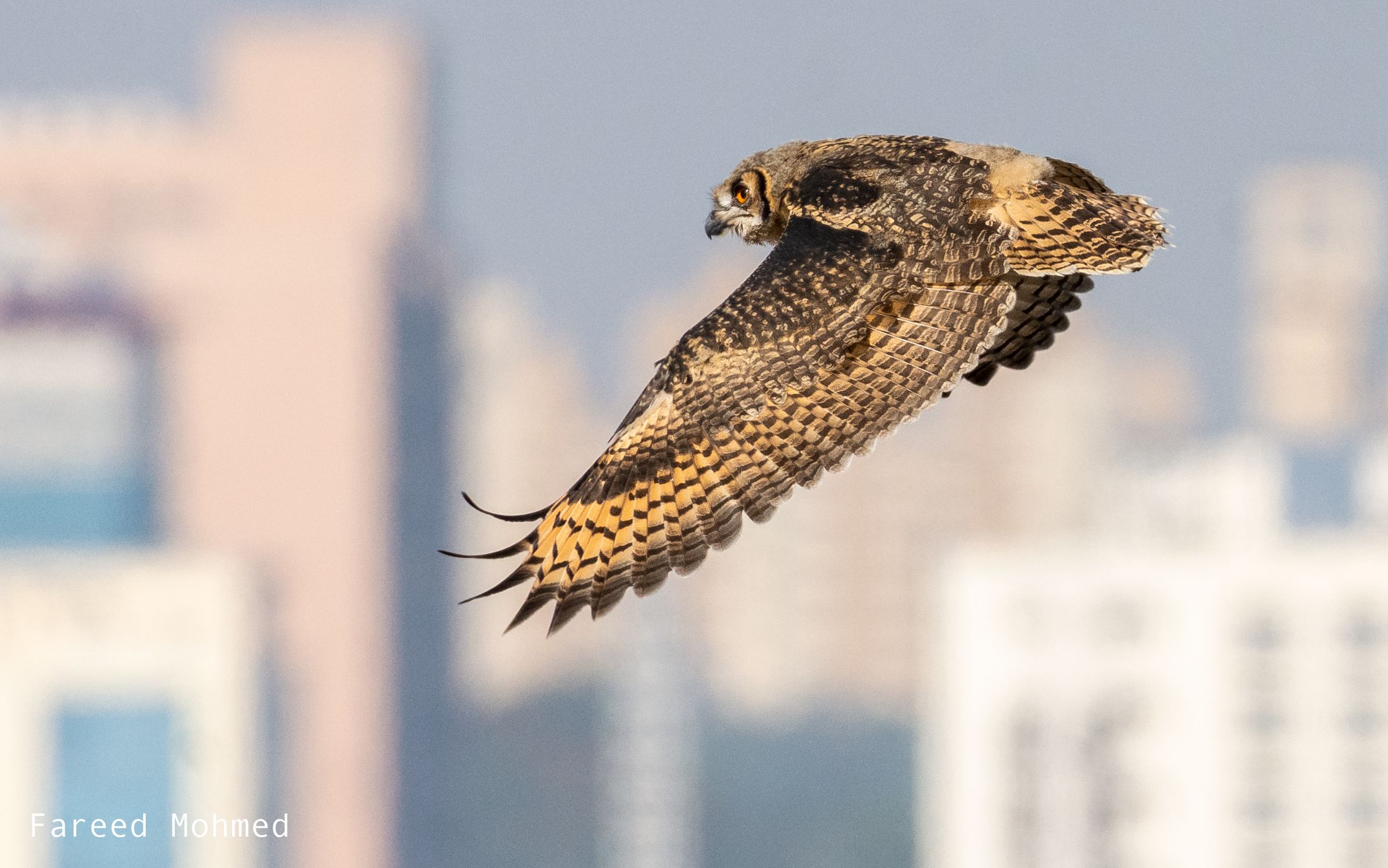 An eagle-owl banking mid-flight against a hazy skyline at dusk.