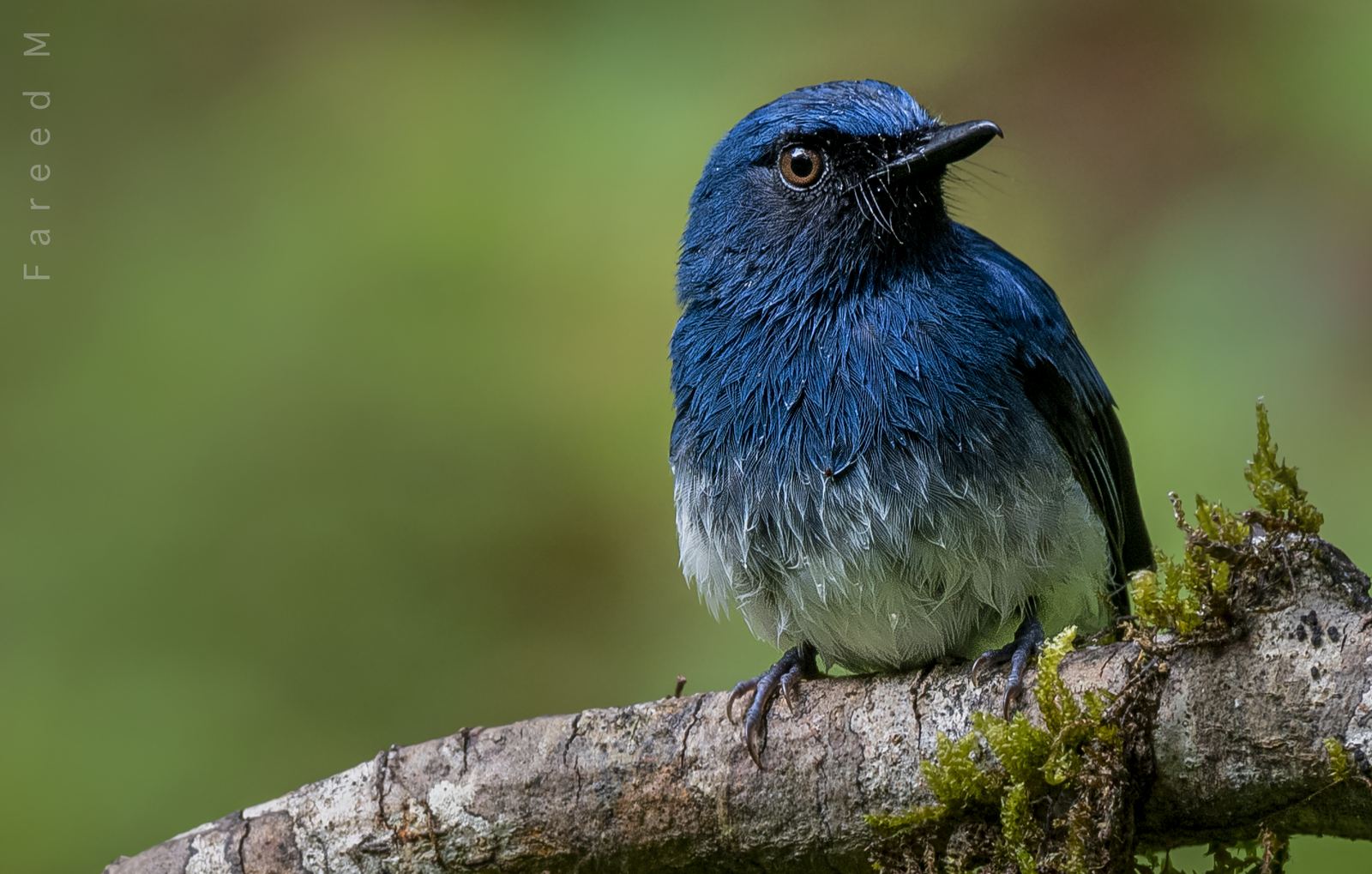 A White-bellied Blue Flycatcher with damp feathers, perched on a moss-covered branch.