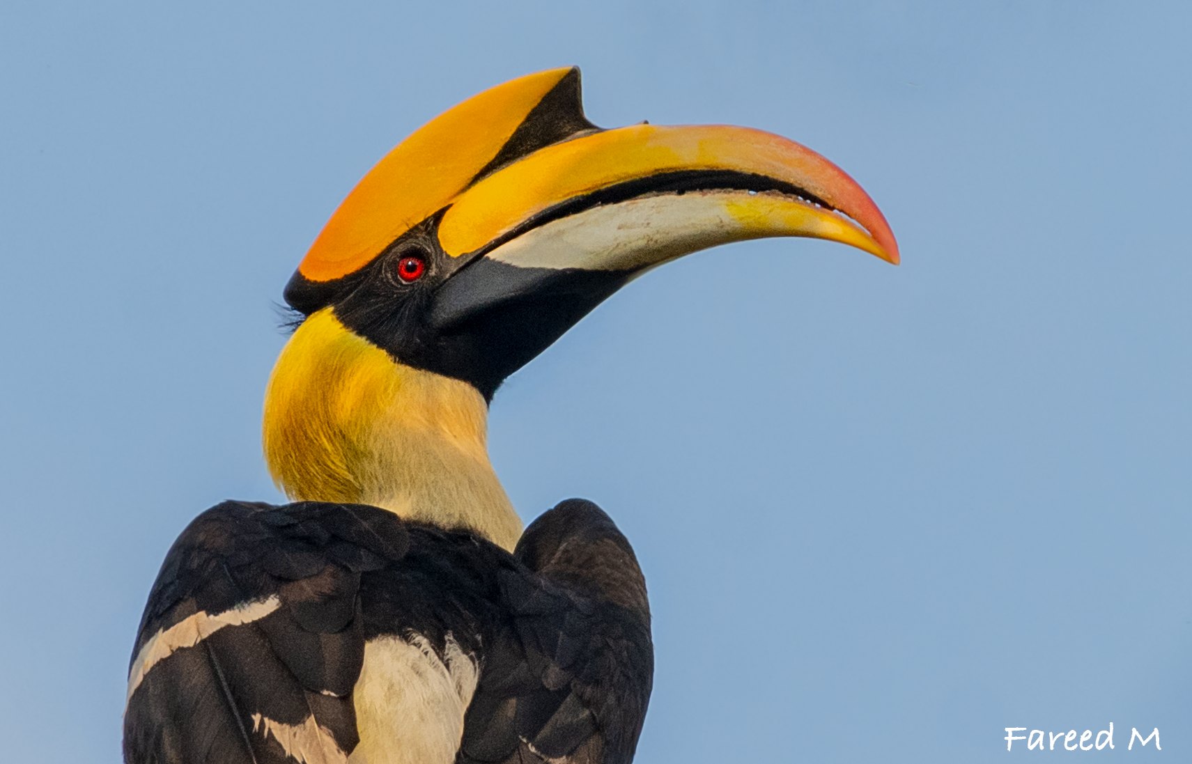 A Great Hornbill in profile against pale sky, casque and bill lit from the side.