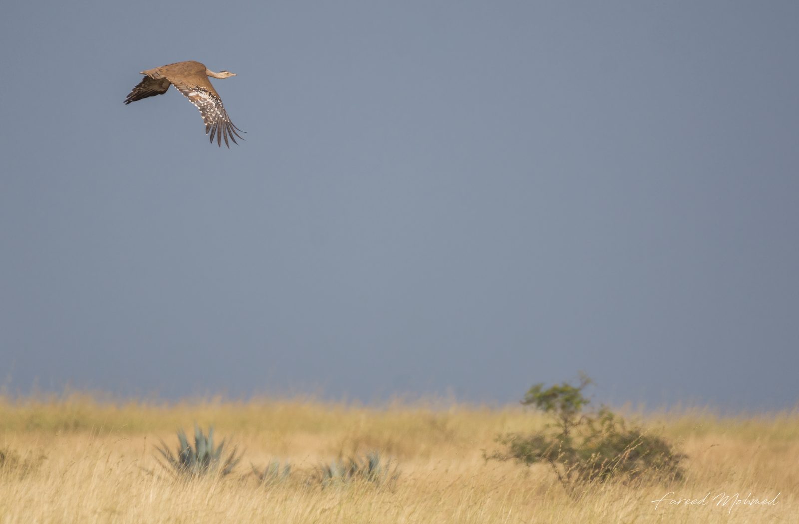 A Great Indian Bustard in low, heavy flight over open grassland.