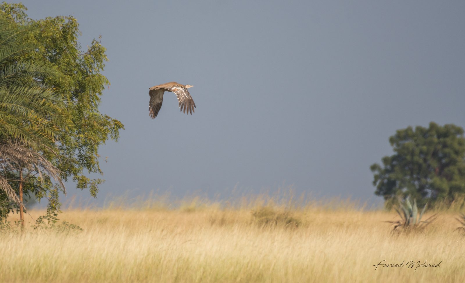 A Great Indian Bustard in low flight against a dark sky.