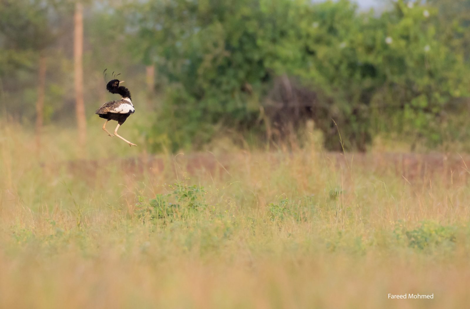 A male Lesser Florican mid-leap above grassland.