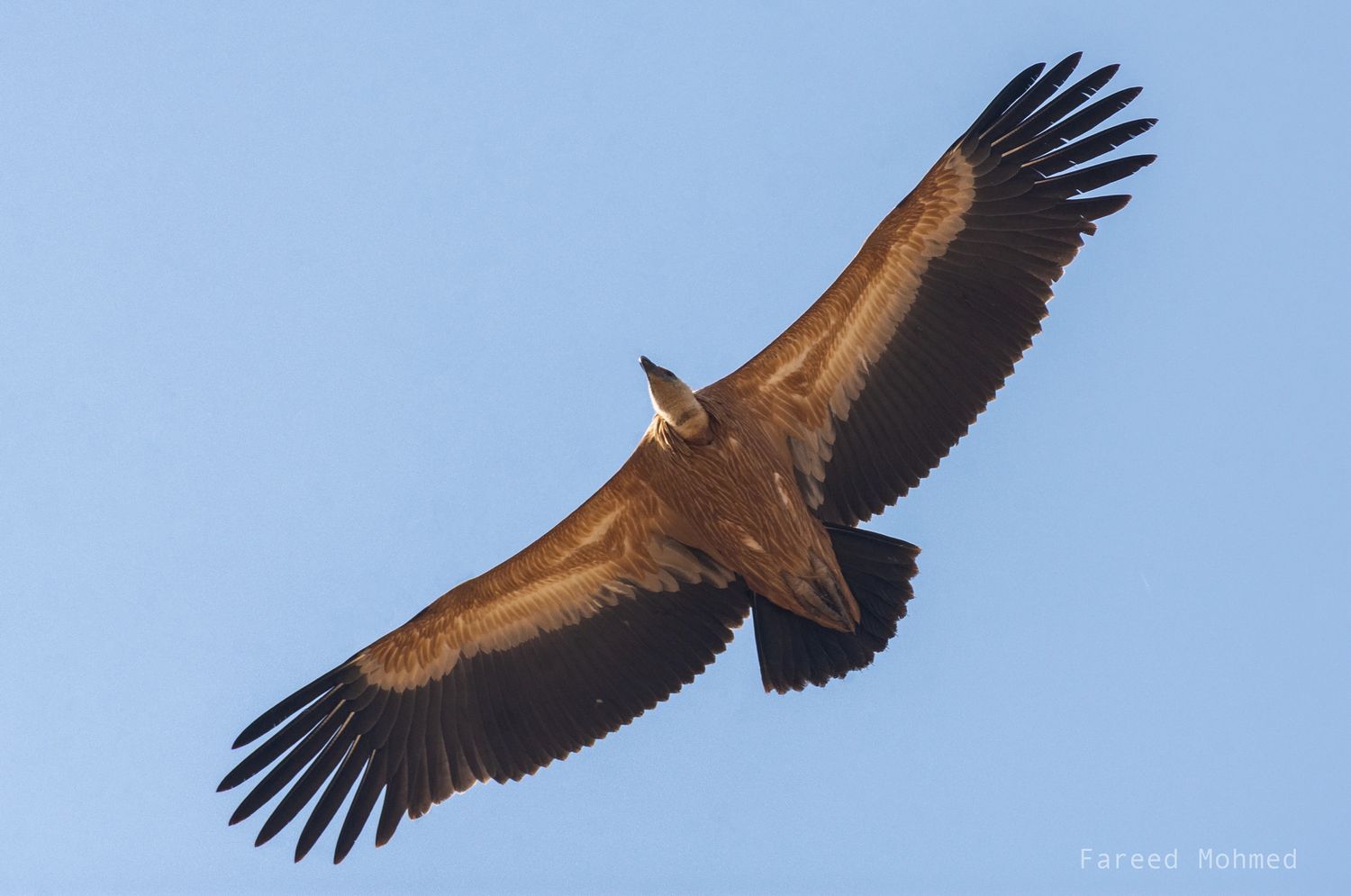 A griffon vulture soaring overhead against blue sky.