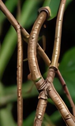 Aerial roots