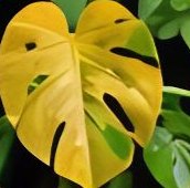 Yellowing leaves