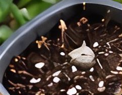 Water when the top 2-5 cm (1-2 in) of soil is dry.
